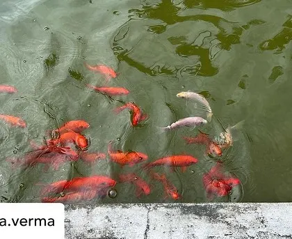 A guest's photo of the vibrant koi fish in our pond, a delightful sight for those taking a peaceful stroll through our gardens.