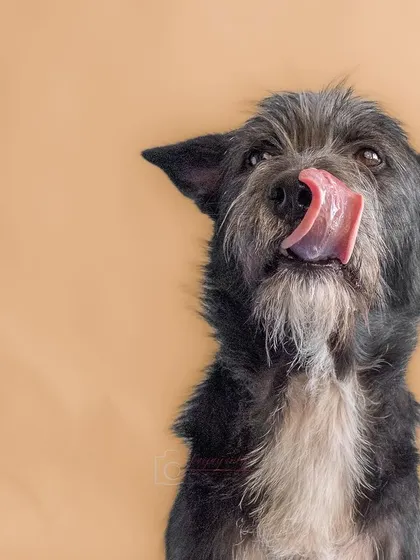 Bozo licking his lips for a treat. The warm, neutral background is versatile and keeps the focus on the pet.