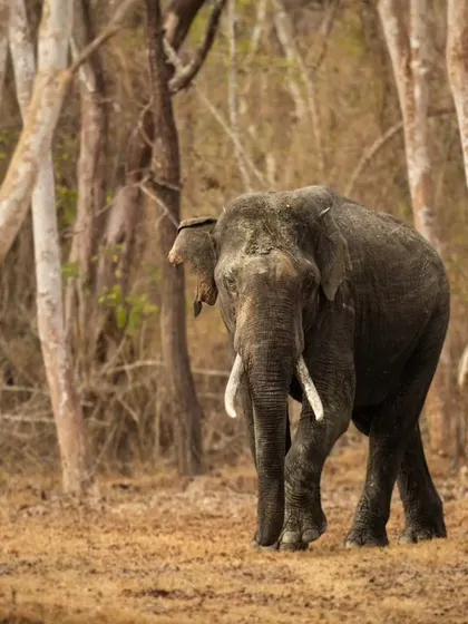 A tusker navigates the dry deciduous forest. The stark, arid environment contrasts with the elephant's powerful presence, highlighting its adaptability.