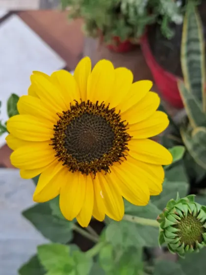 A sunflower with two new buds, promising more flowers to come.