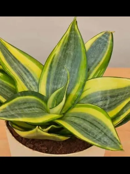 A clean, studio-style shot of the Sansevieria 'Twisted Sister', highlighting its unique shape and beautiful green and yellow variegation.