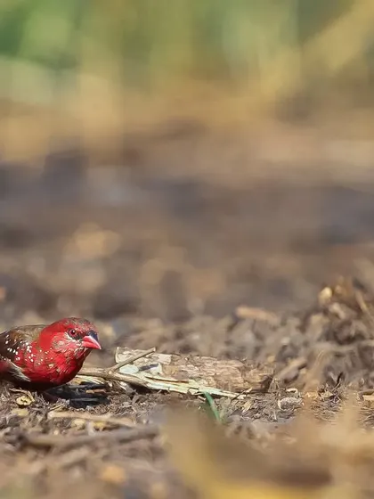 A male Red Avadavat, or Strawberry Finch, foraging on the ground. This tiny, vibrant bird gets its scientific name from Ahmedabad, the city from where it was once exported for the pet trade.