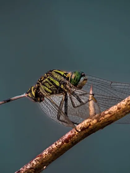 A detailed side profile of an Indian Slender Skimmer dragonfly at rest on a thorny branch. The macro lens captures the complex vein structure of its transparent wings and its large compound eyes.