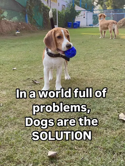 In a world full of problems, dogs are the solution. This Beagle with his ball is here to prove that a little playtime can fix anything.