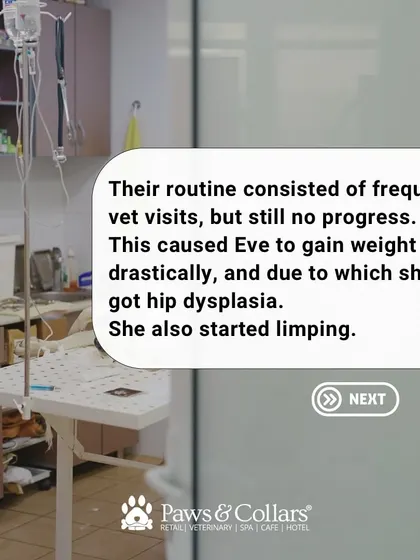 Frequent vet visits yielded no progress, and Eve's health issues worsened. She gained weight, which led to hip dysplasia and a painful limp.