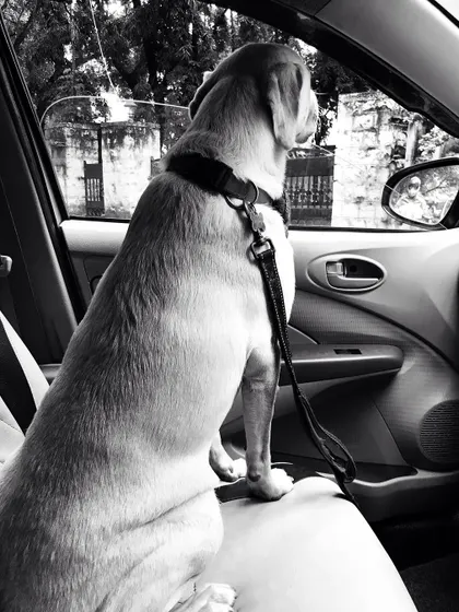 A quiet moment on the road. This dog is calm and settled in the back seat, watching the world go by.