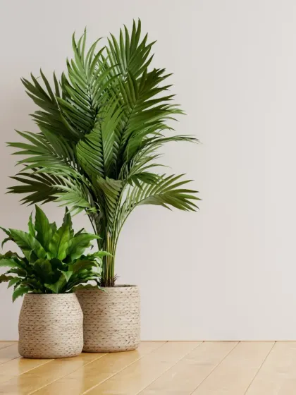 A pairing of a tall Kentia Palm and a shorter Bird's Nest Fern. We often recommend grouping plants of different heights and textures to create a more dynamic and natural-looking arrangement.