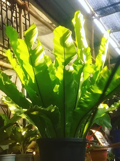 When the sun hits this Bird's Nest Fern just right, it glows. A truly gorgeous plant that thrives in the shade.