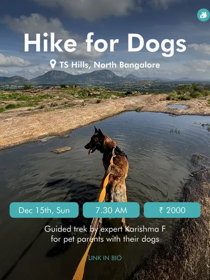 An event poster for our Hike for Dogs at TS Hills. This image of a dog cooling off in a puddle perfectly captures the fun and adventurous spirit of our treks.