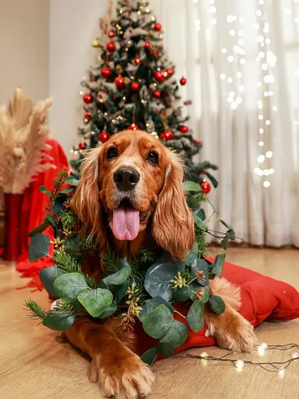All wrapped up in a festive wreath and ready for the holidays. This cocker spaniel looks so happy and content in front of the Christmas tree.