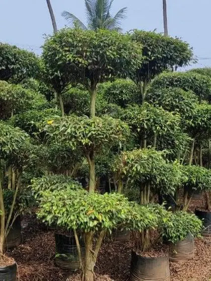 A large stock of topiary trees, shaped and ready for planting.
