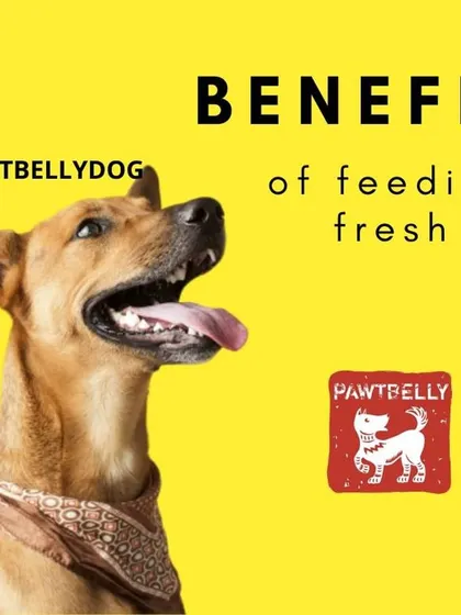 The benefits of feeding fresh are worth repeating. A healthy diet impacts everything from their coat and body condition to their energy levels and overall longevity. It's the foundation of a happy life.