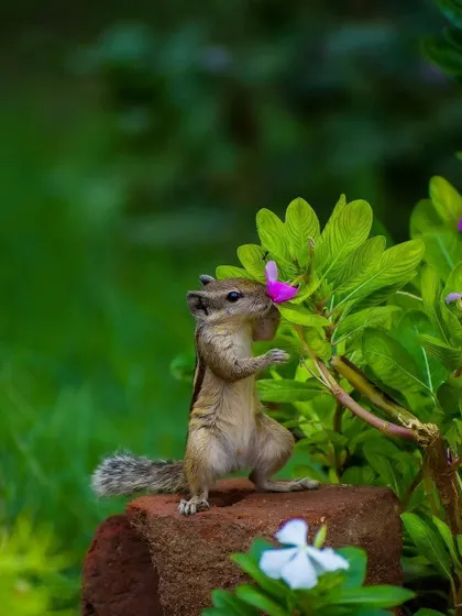 A charming and perfectly timed photo of an Indian palm squirrel appearing to smell a small purple flower. This is a delightful capture of animal behavior in a garden setting.