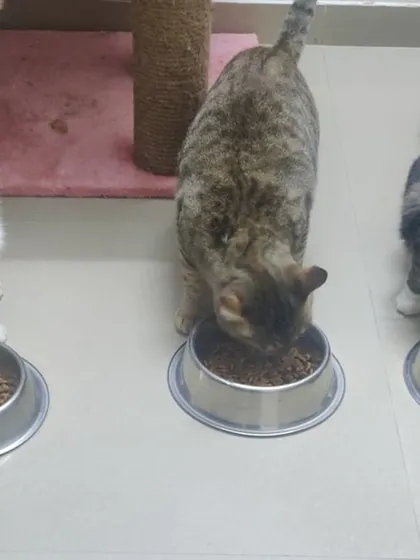 Had your dinner? Chillu, Sheru, and Sheshe are all lined up and focused on their food.