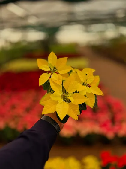 A beautiful yellow Poinsettia, part of our stunning indoor plant collection that can turn your home into a green heaven.
