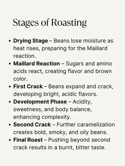 A detailed breakdown of the stages of coffee roasting, from the drying stage and Maillard reaction to the first and second cracks.
