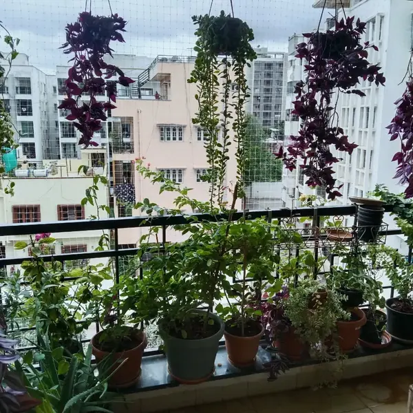 A balcony in BTM Layout packed with plants in terracotta, grey and black pots along a black railing, purple and trailing plants hung from the ceiling, and a net across the open side