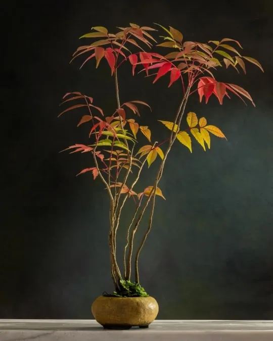 An artfully styled Nandina bonsai, showcasing its beautiful red and yellow autumn foliage. Bonsai is a journey of patience and care, and I can help you get started.