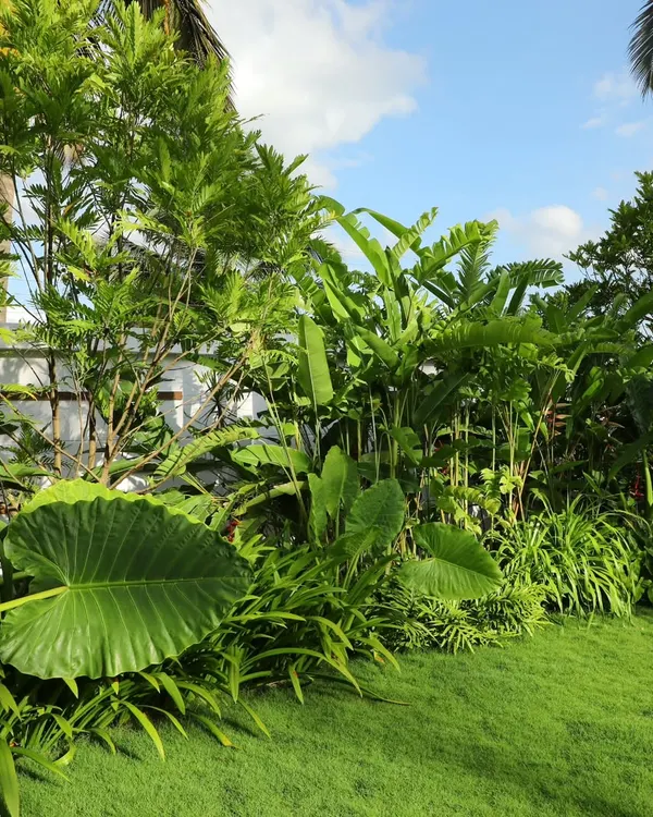 I create dense, tropical-style landscapes that feel alive. This project uses large-leaf Alocasia and banana plants alongside manicured grass to build a private, vibrant outdoor retreat.