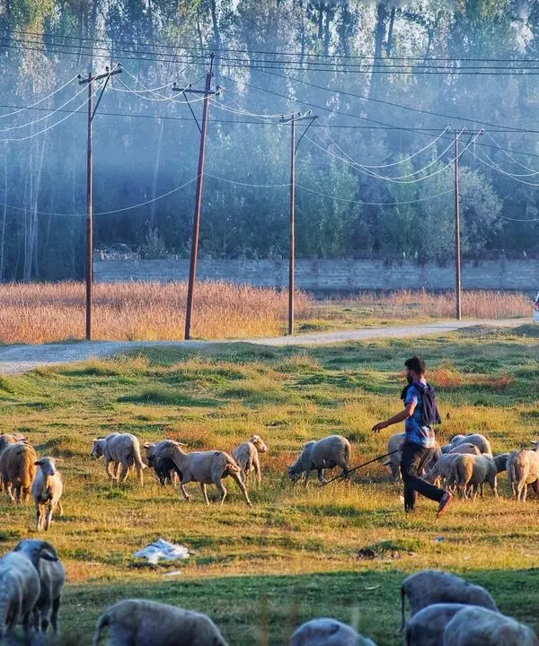An early morning in the Kashmir valley. A shepherd guides his flock through the misty fields, a simple, timeless scene that captures the serene beauty of rural landscape photography.