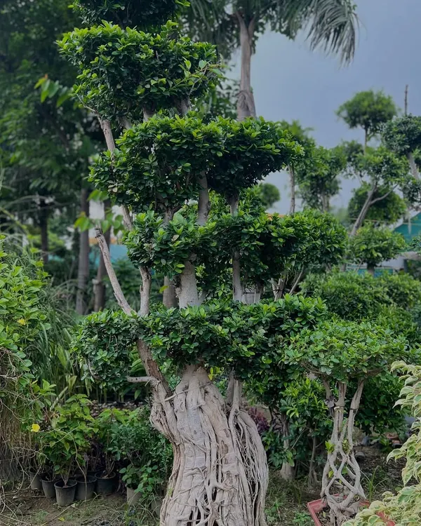 Yeh Ficus ka multi-trunk bonsai hai. Iski hawa mein latakti jadein (aerial roots) aur sculpted shape isko ek masterpiece banati hain. Yeh saalon ki mehnat ka nateeja hai.