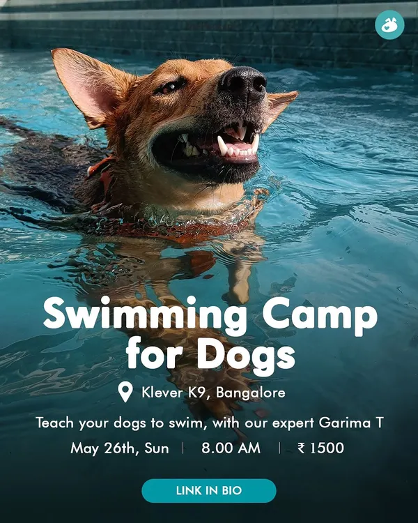 Our Swimming Camp for Dogs is one of our most popular events. This happy pup is having a great time in the pool under the watchful eye of our expert trainer, Garima.