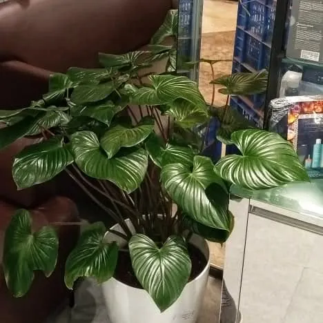 A stunning Homalomena plant adding a touch of luxury to a salon interior. We provide plant rental and maintenance services for commercial spaces too.