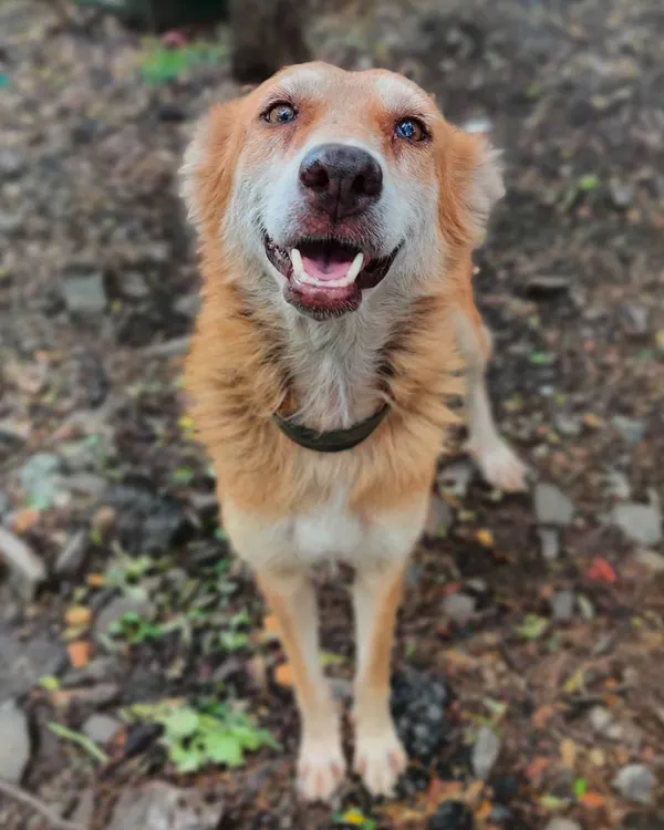 This happy face is a big thank you to everyone who helps me with my street feeding. This is the direct impact of your orders. A full belly and a happy heart for a street dog.