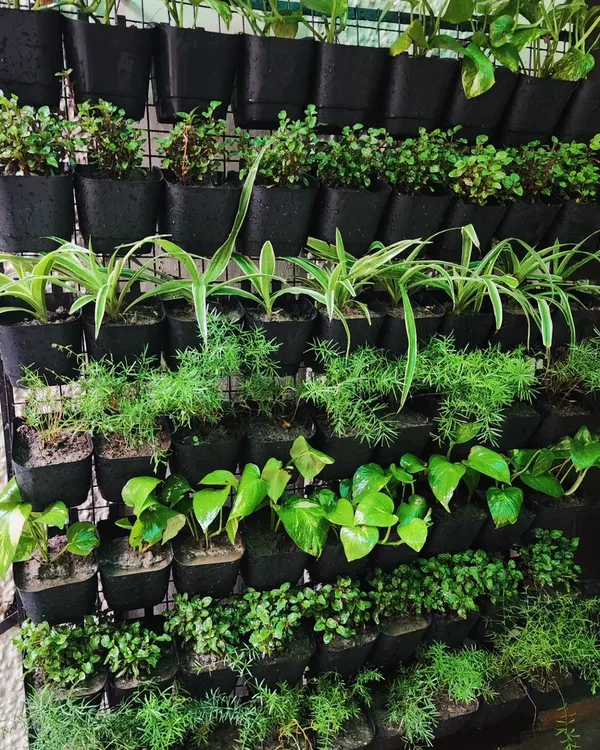 A close-up of a newly installed vertical garden, featuring a mix of air-purifying plants like spider plants and money plants, perfect for an indoor or shaded outdoor wall.