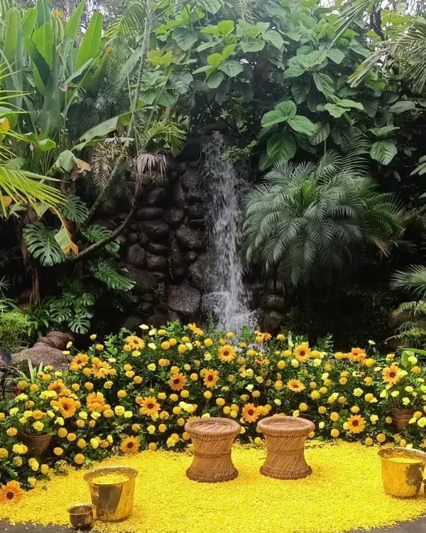 A stunning Haldi setup featuring a backdrop of lush greenery and a vibrant bed of sunflowers and marigolds, creating a sun-kissed glow.