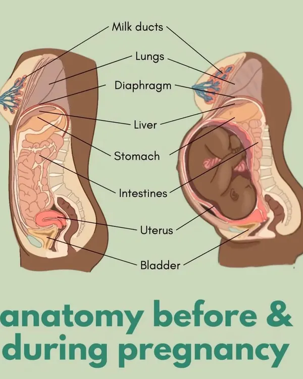 Understanding the incredible changes your body undergoes is the first step to a comfortable pregnancy. This anatomical illustration shows how your organs shift to accommodate your growing baby, which is why specialized prenatal care is so important.