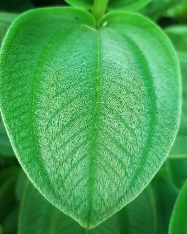 A perfect, heart-shaped leaf of the Tibouchina grandifolia. The entire leaf is covered in soft, silvery hairs, giving it a velvety texture that you just want to touch.