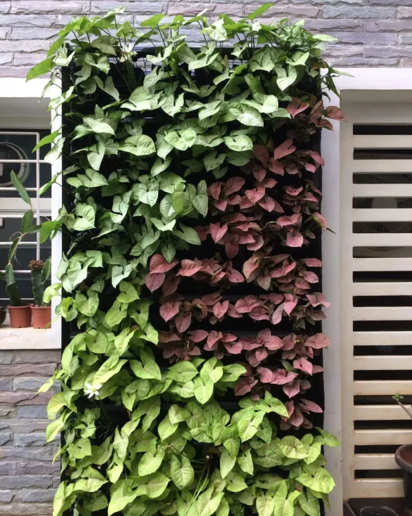 A vertical garden panel showcasing a beautiful pattern created with different varieties of Syngonium. The contrast between the green and reddish-pink leaves creates a living piece of art.