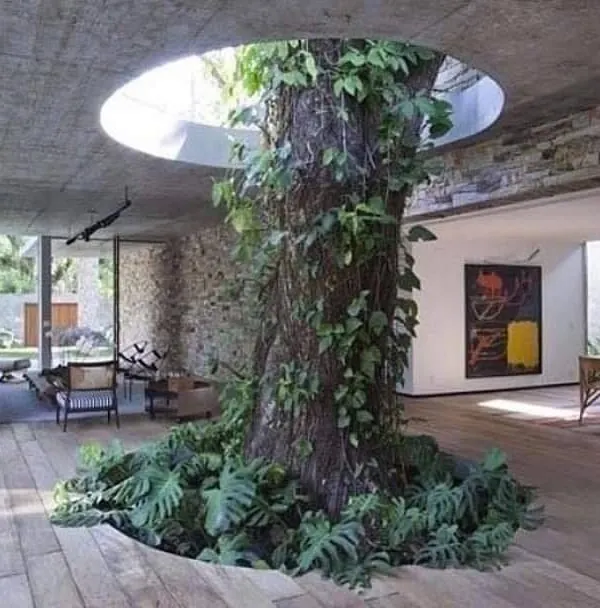 This is the ultimate expression of my design philosophy. By building around this magnificent tree, the home gains a unique, living centerpiece. This is the kind of harmonious integration I strive for in my sustainable landscaping projects.