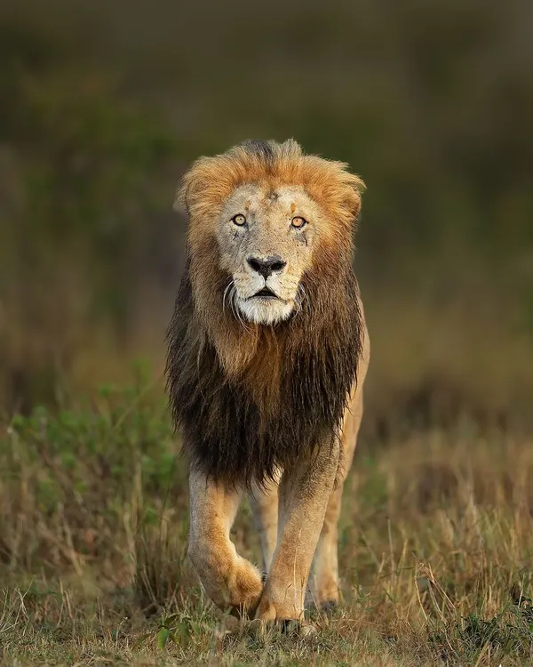 The king of the savanna. A male lion in his prime, photographed on one of my African safari expeditions. His direct gaze and powerful build are truly awe inspiring.