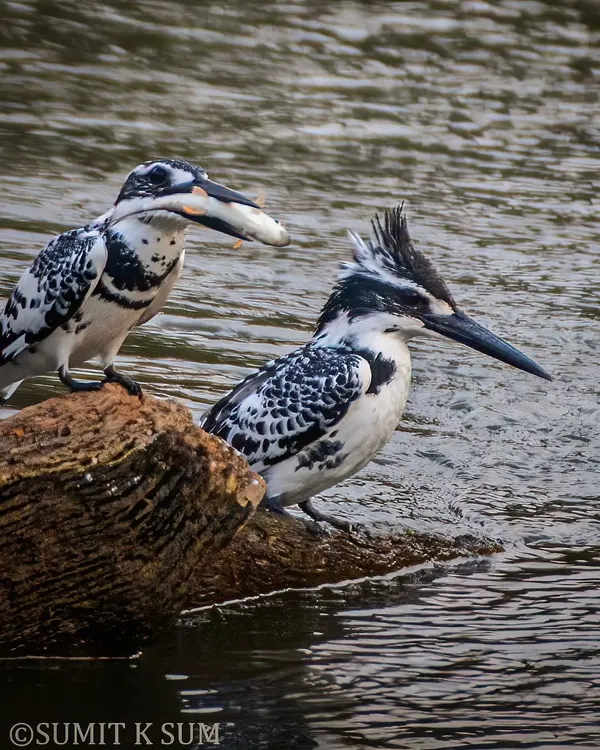 A classic courtship ritual of the Pied Kingfisher, where the male presents a fish to the female. If she accepts the offering, they will mate. It's a beautiful behaviour to witness and photograph.