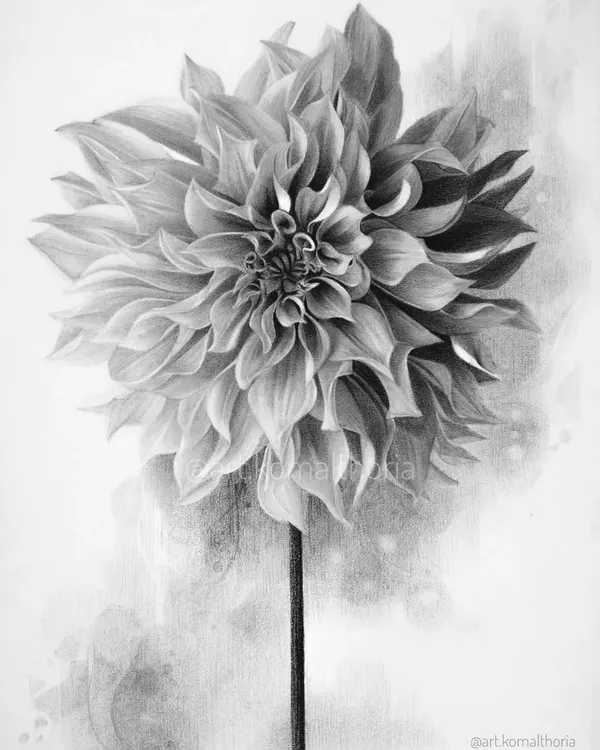 A full A4 drawing of a dahlia flower. I challenged myself to capture the depth and delicacy in every single petal.