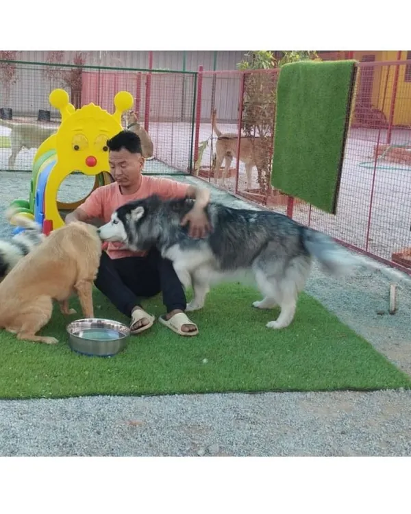 We believe in endless cuddles. Here's one of our team members sharing a hug with a beautiful Alaskan Malamute during playtime in our secure, grassy area.