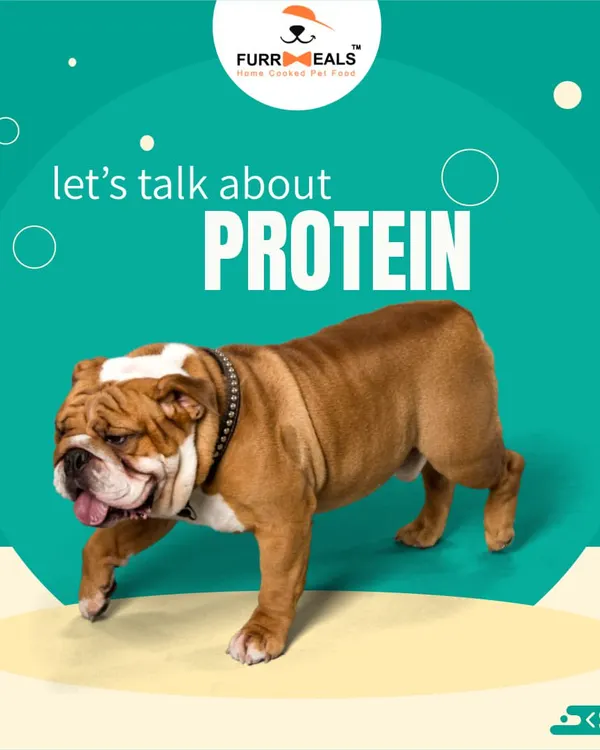 Let's talk about protein. This graphic introduces a series explaining why high-quality protein is the powerhouse of your dog's diet, fueling everything from their muscles to their immune system.