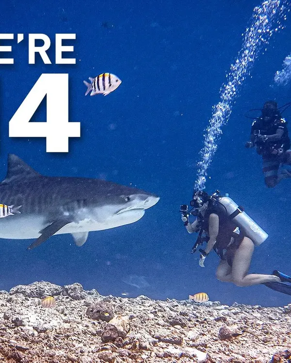 We were thrilled to celebrate our 14th anniversary! This image, with a tiger shark and our divers, represents our enduring awe of the seas and our commitment to sharing it with you.