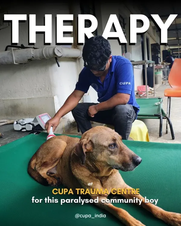 We offer specialized therapy for paralyzed animals. This community dog is receiving laser therapy to help reduce inflammation and stimulate nerve function in his hind legs.
