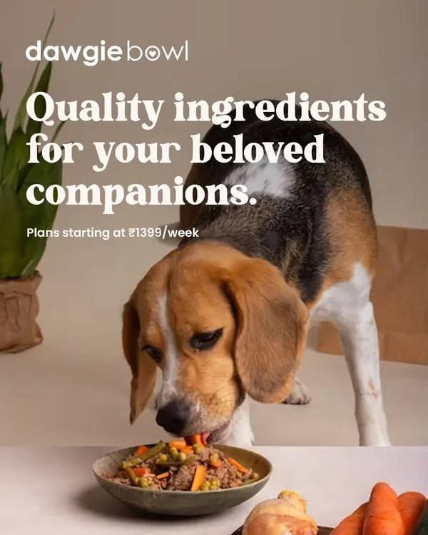 I believe our pets deserve food that is as fresh and wholesome as our own. This image captures that promise perfectly, showing a happy beagle enjoying a bowl filled with real, recognizable ingredients like meat and vegetables. This is what I mean by quality ingredients for your beloved companions. 🐾