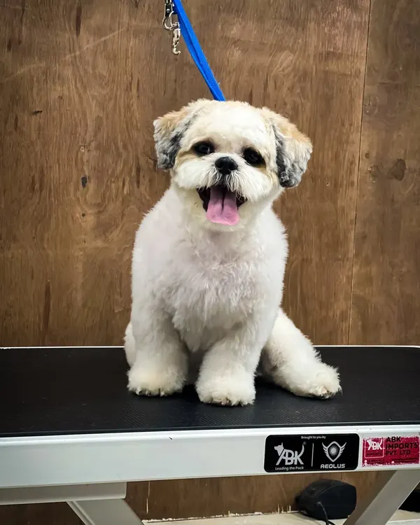 A very happy Shih Tzu showing off his fresh puppy cut. This haircut keeps the body hair short and manageable while leaving a cute, rounded shape on the head and face. Look at that smile!