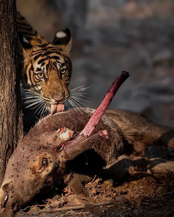 A young tiger cub with a Sambar deer kill. This is a moment of glory and a vital lesson in survival, as the cub learns the skills it will need as an adult.