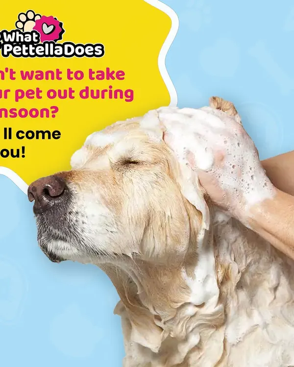 Don't want to deal with a wet pet during the monsoon? We come to you! This Golden Retriever is enjoying a relaxing bath with our high-quality, pet-safe shampoos.