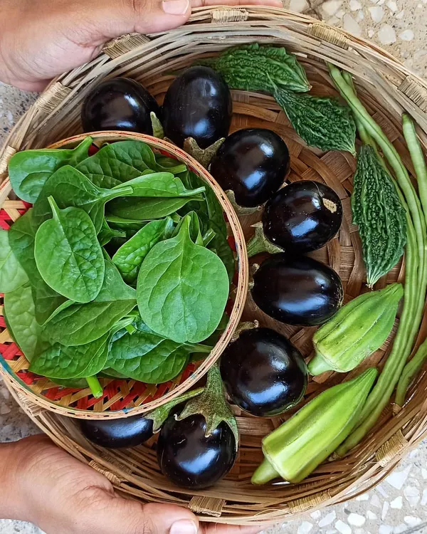 A perfect harvest basket filled with organic brinjals, spinach, bitter gourd, and beans. This is the kind of variety you can enjoy when you learn to plan your container garden season by season.
