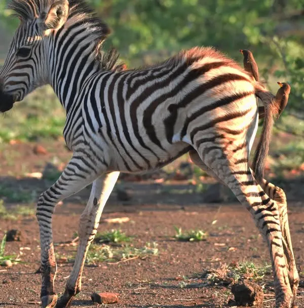 A young Zebra foal, full of life, prances across the savanna in South Africa. Its spindly legs and fluffy mane are characteristic of a newborn exploring its world for the first time.