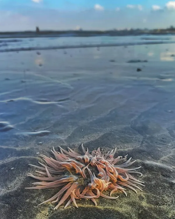 A Pearly Sea Anemone, the most common anemone on Mumbai's sandy shores. This shot, taken on my phone, shows the unexpected beauty you can find if you just look closely.