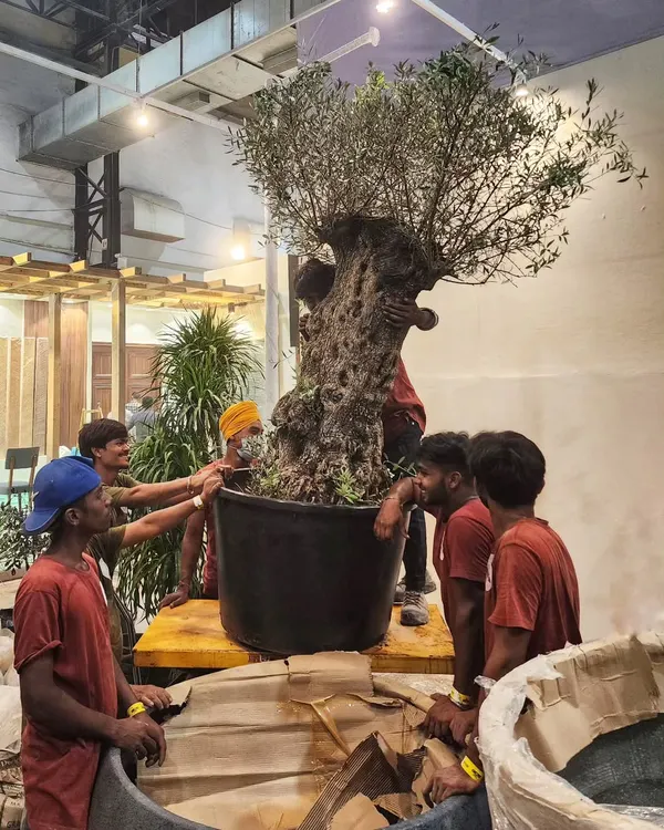 It takes a village, or at least a very strong team! Here is our crew carefully maneuvering a massive, ancient Olive Tree during our hectic Diwali season. Their smiles and dedication are what make all our ambitious projects possible.