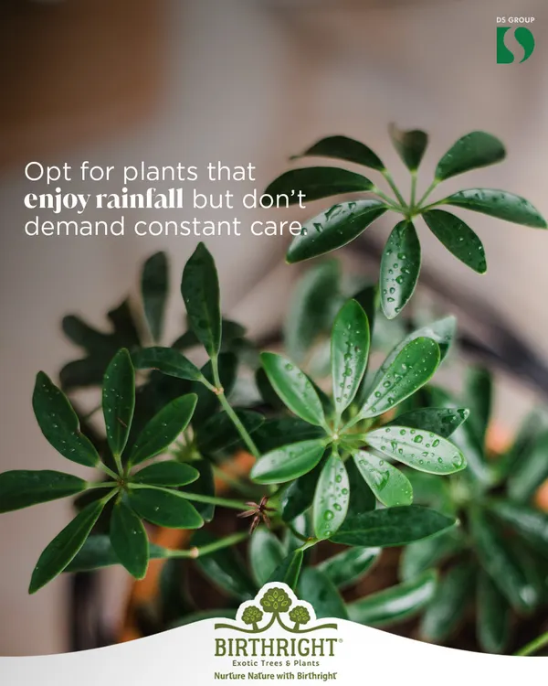 For the monsoon, we recommend opting for plants that enjoy rainfall but don't demand constant care. This Schefflera, or Umbrella Plant, is a great choice for its lush foliage and resilience during the rainy season.